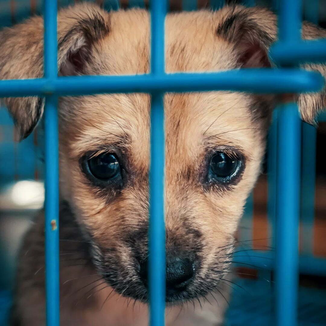 Protect animals and their lives 3 Protect animals and their lives