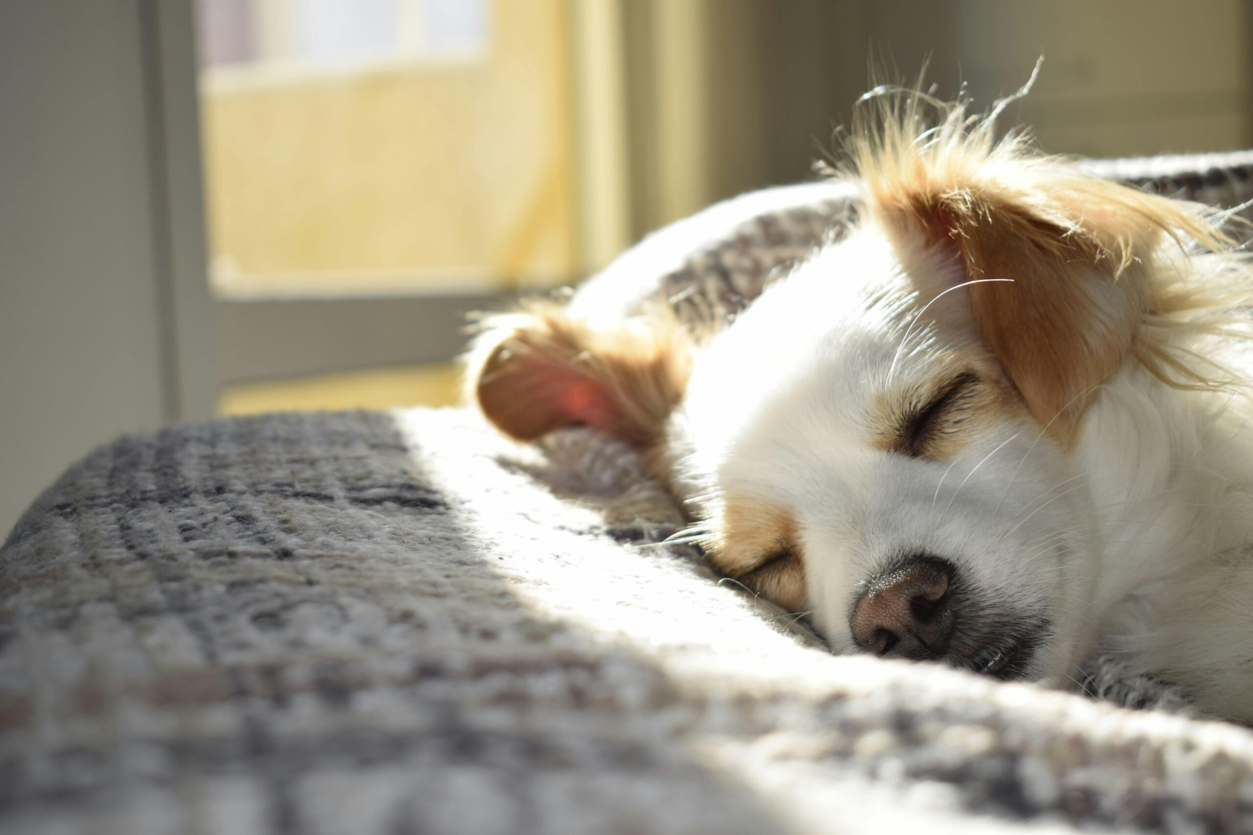 Let's take care of homeless animals