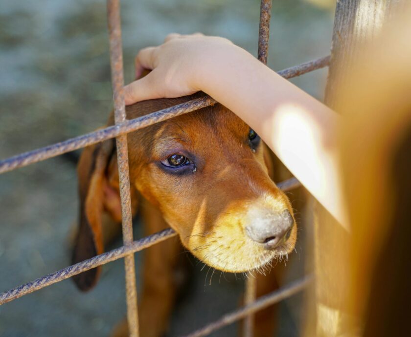 Support for animal shelters