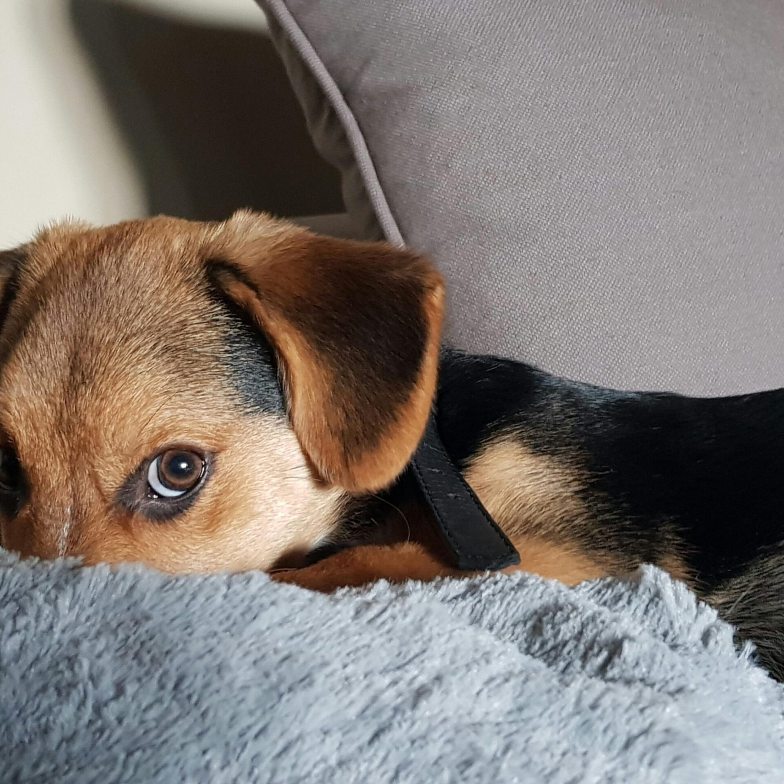 Beglobiai gyvūnai nusipelno gerumo