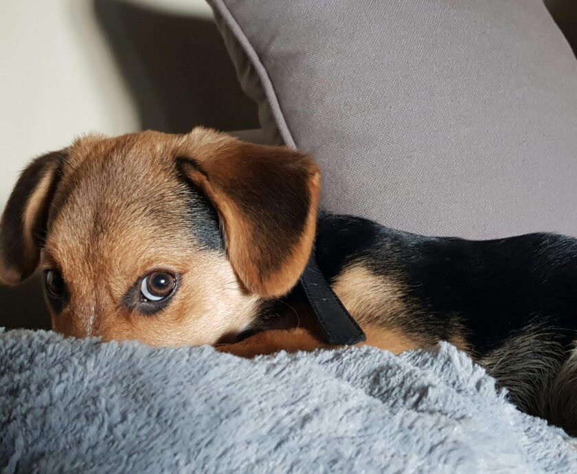 Beglobiai gyvūnai nusipelno gerumo